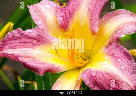 Fleur d'Hemérocallis rose daylily gros plan sur la fleur d'Hemérocallis de Daylily Banque D'Images