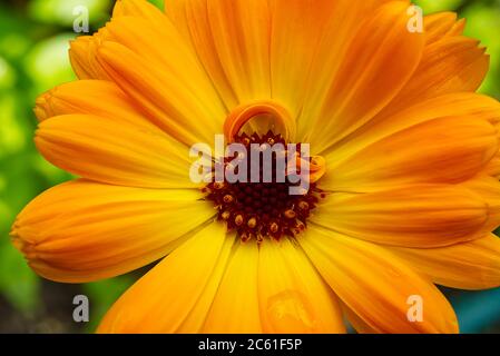 Macro-photographie de la fleur de Calendula, de la Calendula officinalis ou du marigold anglais sur fond vert flou. Banque D'Images