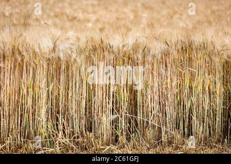 Leipzig, Allemagne. 25 juin 2020. Un champ de maïs avec orge. Crédit : Jan Woitas/dpa-Zentralbild/dpa/Alay Live News Banque D'Images