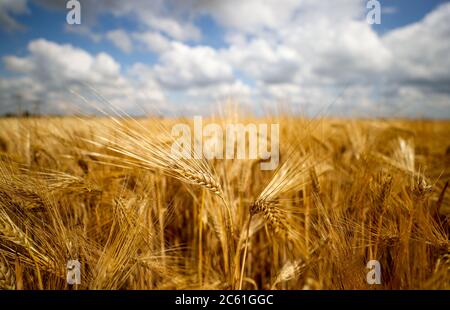 Leipzig, Allemagne. 25 juin 2020. Un champ de maïs avec orge. Crédit : Jan Woitas/dpa-Zentralbild/dpa/Alay Live News Banque D'Images