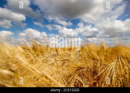 Leipzig, Allemagne. 25 juin 2020. Un champ de maïs avec orge. Crédit : Jan Woitas/dpa-Zentralbild/dpa/Alay Live News Banque D'Images