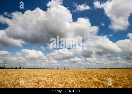 Leipzig, Allemagne. 25 juin 2020. Un champ de maïs avec orge. Crédit : Jan Woitas/dpa-Zentralbild/dpa/Alay Live News Banque D'Images