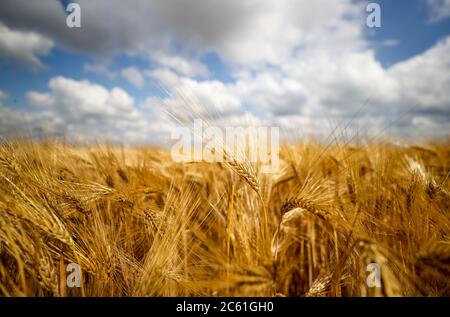 Leipzig, Allemagne. 25 juin 2020. Un champ de maïs avec orge. Crédit : Jan Woitas/dpa-Zentralbild/dpa/Alay Live News Banque D'Images