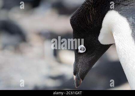 Pingouin d'Adelie (Pygoscelis adeliae) sur l'île Signy, île Coronation, Antarctique Banque D'Images