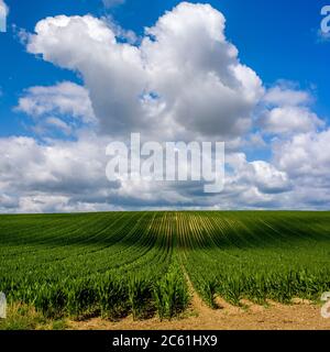 Champ de maïs .Plaine de Limagne, Puy de Dome, Auvergne-Rhône-Alpes, France Banque D'Images