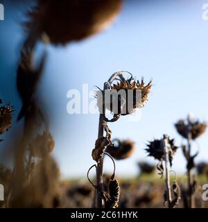 Gros plan sur les tournesols sauvages dans le champ sous la lumière du soleil Banque D'Images