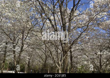 Forêt de IPE, arbres avec pétales et fleurs blanches, avec une attention sélective sur la vue panoramique, Brésil, Amérique du Sud Banque D'Images