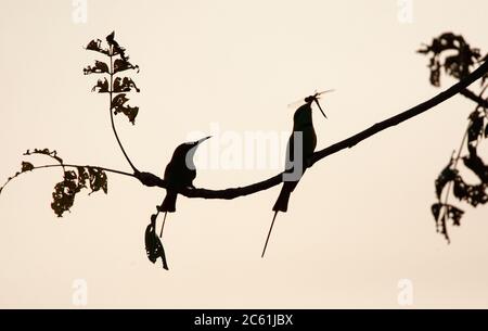 Paire de petits mangeurs d'abeilles vertes (Merops orientalis orientalis) perchés dans un arbre contre le ciel, montrant seulement la silhouette des oiseaux. Mâle avec traînée Banque D'Images