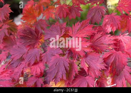 Eisenhutblaettriger Ahorn Acer japonicum Aconitifolium Banque D'Images