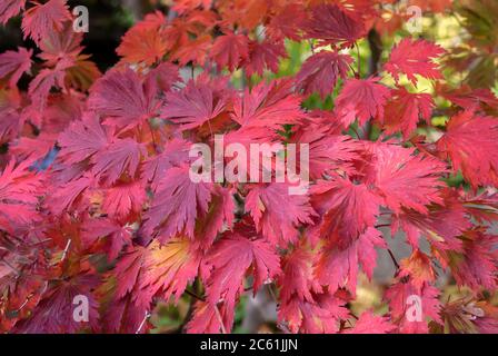 Eisenhutblaettriger Ahorn Acer japonicum Aconitifolium Banque D'Images