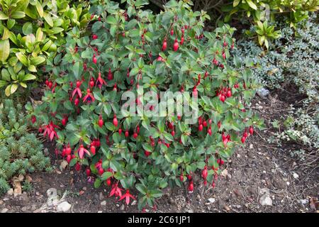 Une Fuchsia Hardy qui est une espèce de Primrose du soir aussi connue sous le nom de Fuchsia Banque D'Images