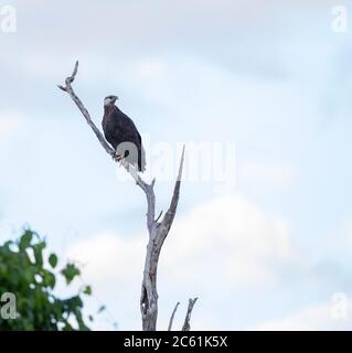 Aigle à poissons malgache (Haliaeetus vociferoides), également connu sous le nom d'aigle à mer de Madagascar, perché dans un arbre le long d'un arbre frais Banque D'Images