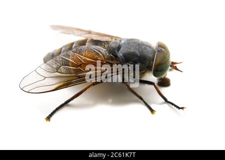 Macro-prise de gros gadfly isolée sur fond blanc, Banque D'Images