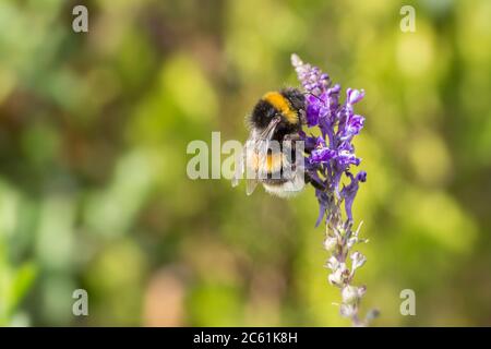 Buff abeille Bumble à queue sur fleur pourpre (Bombus terrestris) bout de buff de l'abdomen bande jaune sur l'abdomen et avant du thorax autrement noir. Banque D'Images