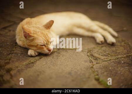 Chat au gingembre dormez sur la route en été. Banque D'Images