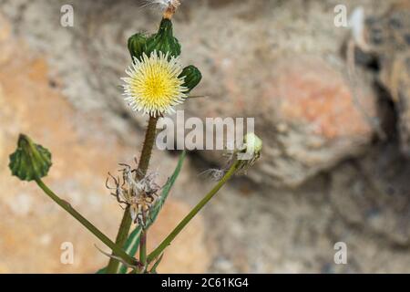 Sonchus oleraceus, fleur de chardon Sow Banque D'Images