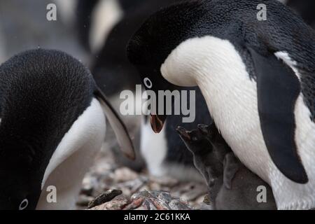 Adelie Penguin (Pygoscelis adeliae) poussa sous le parent sur l'île Signy, l'île Coronation, l'Antarctique Banque D'Images