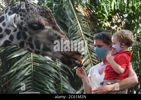 Singapour. 6 juillet 2020. Les visiteurs portant un masque facial nourrissent une girafe au zoo de Singapour le 6 juillet 2020. Le zoo de Singapour a rouvert ses portes au public lundi après l'assouplissement des mesures de confinement dans la lutte contre la pandémie COVID-19. Crédit: Puis Chih Wey/Xinhua/Alay Live News Banque D'Images