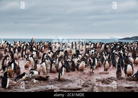 Pingouin d'Adelie (Pygoscelis adeliae) sur l'île Signy, île Coronation, Antarctique Banque D'Images