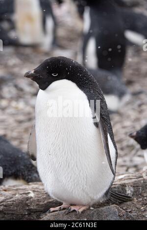 Pingouin d'Adelie (Pygoscelis adeliae) sur l'île Signy, île Coronation, Antarctique Banque D'Images