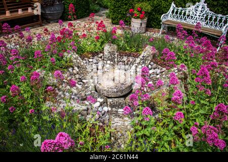 Des plantes roses disposées autour d'une ancienne pierre à moulin dans le jardin de Kathy Brown à Stevington, dans le Bedfordshire, au Royaume-Uni Banque D'Images