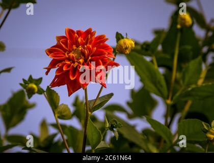 Gros plan de couleur rouge et rose Chrysanthemum fleuri-motif impressionnant ressemble hypnotisant dans un jardin, en pleine floraison dans la haute altitude de l'Himalaya. Banque D'Images