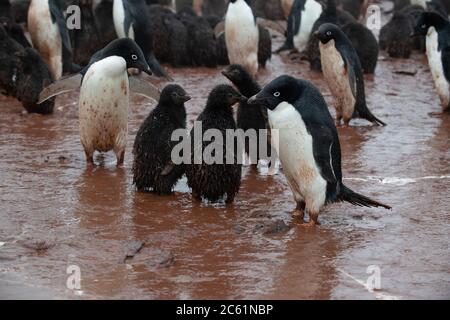Pingouin d'Adelie (Pygoscelis adeliae) sur l'île Signy, île Coronation, Antarctique Banque D'Images