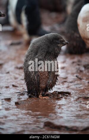 Adelie Penguin (Pygoscelis adeliae) poussin sur l'île Signy, l'île Coronation, l'Antarctique Banque D'Images