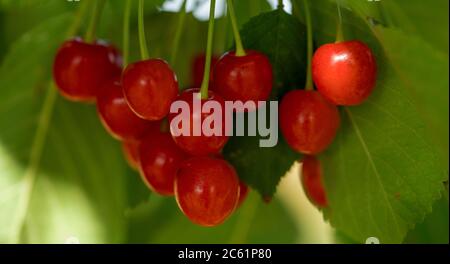 Gros plan des cerises sur la plante Banque D'Images