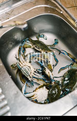 Crabes bleus vivants dans l'évier de cuisine. Banque D'Images