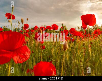 Champ de maïs fleurs de pavot Papaver Rhoeas au printemps Banque D'Images