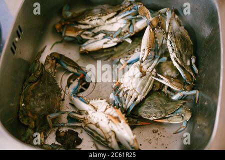 Crabes bleus vivants dans l'évier de cuisine. Banque D'Images