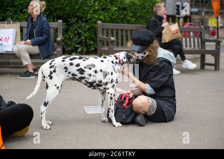 Glasgow, Écosse, Royaume-Uni. 6 juillet 2020. Photo : un propriétaire de chien a vu porter un masque de style dalmate vu avec son chien dalmatien dans le centre-ville. Personnes à George Square. Les bars et les restaurants rouvrent à Glasgow pour faciliter les restrictions de verrouillage. Dès aujourd'hui, des pubs, des bars, des cafés et des restaurants en Angleterre, en Écosse et en Irlande du Nord accueillent des clients pour la première fois depuis le début du confinement en mars. Crédit : Colin Fisher/Alay Live News Banque D'Images