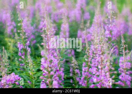 Arrière-plan abstrait flou artistique. Fleurs roses douces de thé Ivan sur le fond de feuilles vert vif de l'épaissie. Banque D'Images