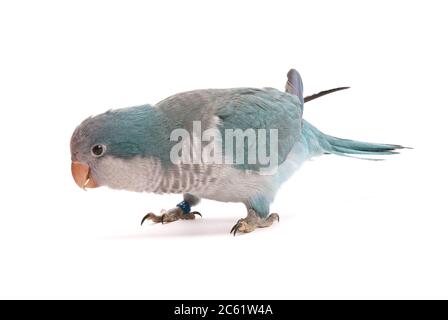 Jeune quaker bleu, Myiopsitta monachus, âgé de 10 semaines, isolé sur fond blanc. Banque D'Images