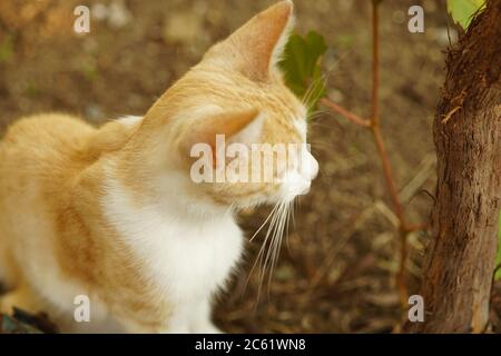 Joli chat blanc au gingembre assis dans le jardin d'été. Vue en gros plan. Banque D'Images