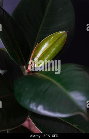 Gros plan de Ficus elastica, figue de caoutchouc, arbre de caoutchouc, plante de caoutchouc, ou le buisson de caoutchouc indien, arbre de caoutchouc indien poussant une nouvelle feuille de bébé. Passe-temps moderne, ho Banque D'Images