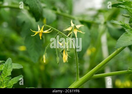 Fleur de tomates bio dans le jardin d'accueil. Fleurs de tomates jaune vif. Banque D'Images