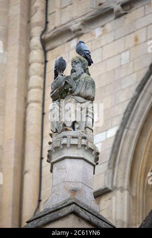 Pigeon (Columba livia) Banque D'Images