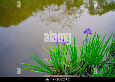 Iris violet sur le bord de la rivière, tiré dans un parc à Shanghai, en Chine. Banque D'Images