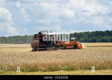 NARO-FOMINSK, RUSSIE - JUL 31, 2016: Récolte de blé. Moissonneuse-batteuse dans les champs agricoles. La Russie se classe en premier dans l'exportation de blé dans le W Banque D'Images