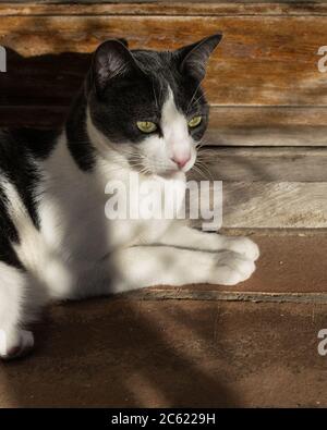 Chat gris et blanc se reposant à l'ombre. Banque D'Images