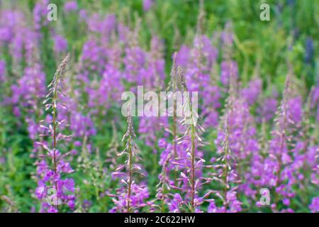 Fleurs roses douces de thé Ivan au début de la floraison sur fond de feuilles vertes et brillantes. Fond naturel. Banque D'Images