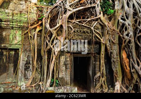 Arbre Banyan géant couvrant les pierres du fascinant temple de Ta Prohm à Angkor Wat, Siem Reap, Cambodge Banque D'Images