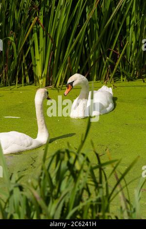 Muet cygne (Cygnus olor) tamisant les algues Banque D'Images