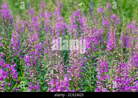 Concentrez-vous sur les bourgeons au centre, à droite. Fleurs roses de thé Ivan au début de la floraison sur fond de feuilles vertes et brillantes. NAT Banque D'Images