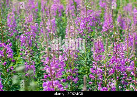 Concentrez-vous sur les bourgeons au centre du cadre. Epaisettes de thé de saule aux fleurs roses sur fond de feuilles vertes et brillantes. Fond naturel. Banque D'Images