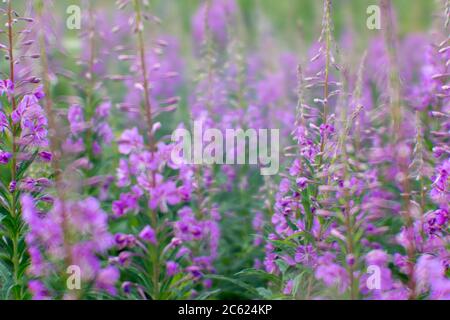 Flou artistique sur un objectif doux. Épaississement rose tendre du thé Ivan au début de la floraison sur fond de feuilles vertes et brillantes. Naturel Banque D'Images