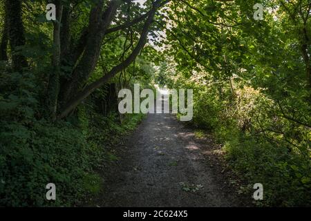 Chemin menant à la rivière Tees au château de Barnard, Angleterre, Royaume-Uni. Visité par Dominic Cummings pour tester sa vue. Banque D'Images