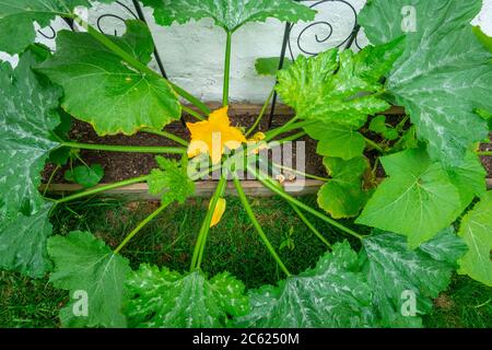 Courgettes dans jardin potager Banque D'Images